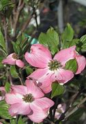 Image result for Cornus florida Sweetwater