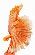 Image result for iPhone 6 Fish Wallpaper