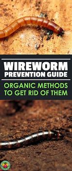 Image result for Get Rid of Wire Pronlrms