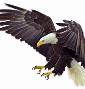 Image result for Bald Eagle Flying PNG
