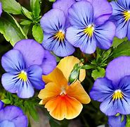 Image result for pansies