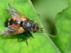 Image result for "tachinid-flies"