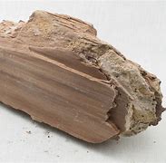 Image result for Petrified Wood Where to Find