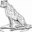 Image result for Cheetah Coloring Pages