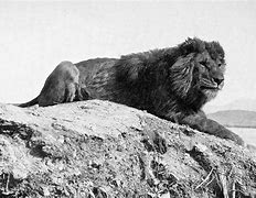 Image result for Largest World Biggest Lion