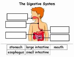 Image result for Digestive System Cut and Paste Activity