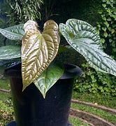 Image result for Most Expensive Plant in the World