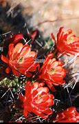 Image result for Mojave Desert Cactus