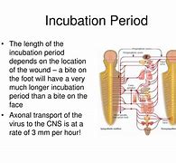 Image result for incubation period