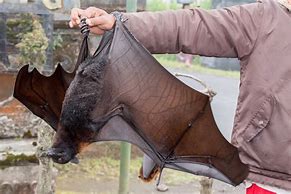 Image result for Bat Trapping