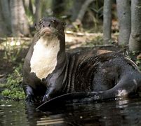Image result for How Big Is the Amazon Otter