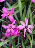 Image result for Rhodoxis Ruby Giant