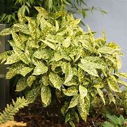 Image result for Aucuba japonica Crotonifolia