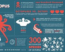 Image result for Facts About Octopus