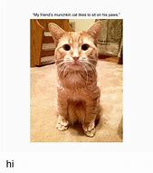 Image result for Munchkin Cat Meme