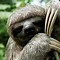 Image result for Sloth Hanging From Tree