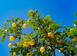 Image result for Orange and Lemon Tree