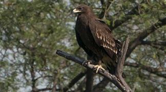 Image result for Aquila clanga