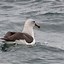 Image result for Albatross Looking at You
