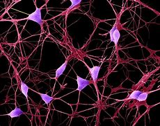 Image result for Brain Neurons Microscopic
