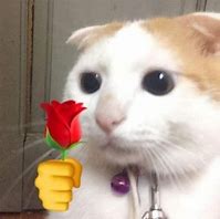 Image result for Cat with a Flower Meme