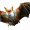 Image result for Bat Transparent Animal