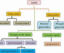 Image result for lipids