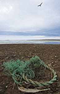 Image result for Seagull Plastic Pollution