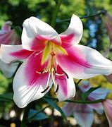 Image result for Exotic Lily Plants