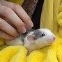 Image result for Baby Rat Size