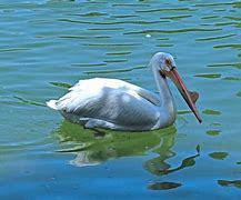 Image result for Pelican Kayak Seats