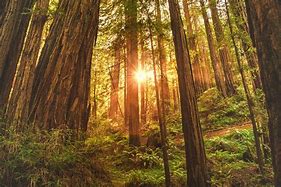 Image result for Great Redwood Forest