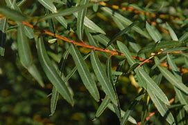 Image result for Salix purpurea Nana