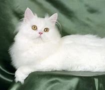 Image result for persian cat pictures