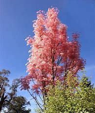 Image result for China Cedar Tree
