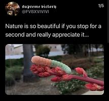 Image result for Memes Beauty Nature