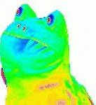 Image result for MLG Rainbow Frog Meme