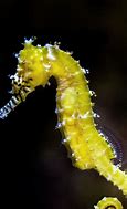 Image result for Seahorse iPhone Wallpaper