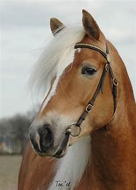 Image result for Muscular Horse Breed