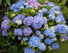 Image result for Hydrangea macrophylla Charme