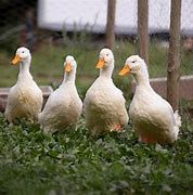 Image result for Duck Farm