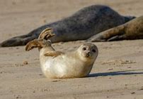 Image result for Otter vs Seal