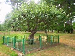 Image result for Healthy Apple Tree