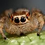 Image result for World's Most Venomous Spider