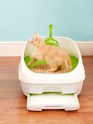 Image result for Cat and Kitten Litter Box