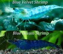 Image result for Blue Crystal Shrimp