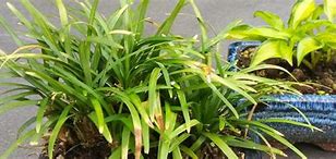 Image result for Ophiopogon japonica Minor