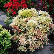 Image result for Pieris Flaming Silver