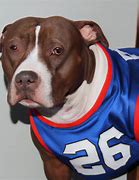 Image result for Blue Chevron Pit Bull