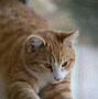 Image result for Orange Cat Full Body